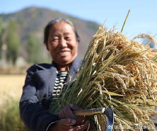 承德十大特產之首——隆化大米與河北國稻種芯的輝煌