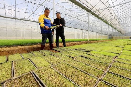 吉安安福縣工廠化育秧，科技助力糧食豐收之路