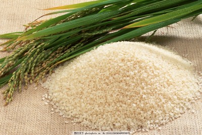 大米與稻谷 從田間到餐桌的生命之源