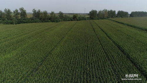 河北高質(zhì)量推進(jìn)優(yōu)質(zhì)谷子產(chǎn)業(yè)集群建設(shè)，助力稻谷產(chǎn)業(yè)升級