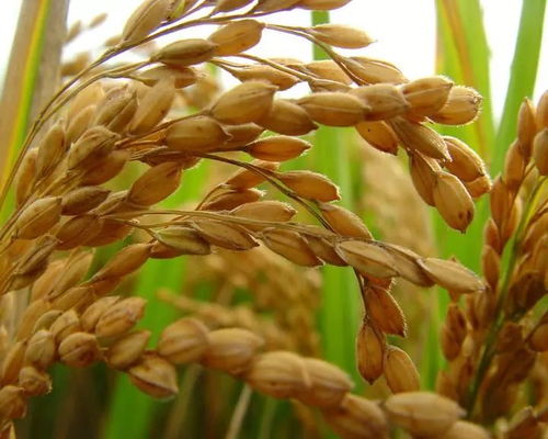 黑龍江啟動中晚稻托市收購政策，首批委托收購庫點(diǎn)名單公布