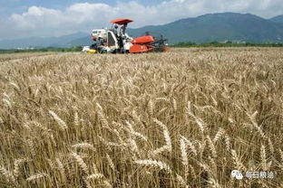 深度解析國(guó)家政策性糧食拍賣底價(jià)公布 小麥稻谷玉米同是主糧命不同，稻谷路在何方？