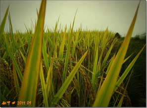 金秋稻谷香，豐收正當時