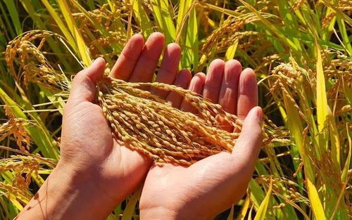 豐收在即，稻香四溢 水稻用藥效果關(guān)鍵期解析