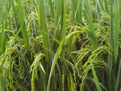 抽穗的期許，稻谷的豐饒