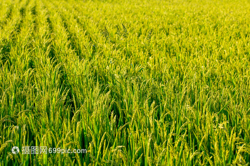 金色田野的希望 探訪五常大米水稻種植現(xiàn)場
