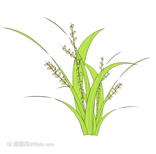 一株水稻的生命禮贊