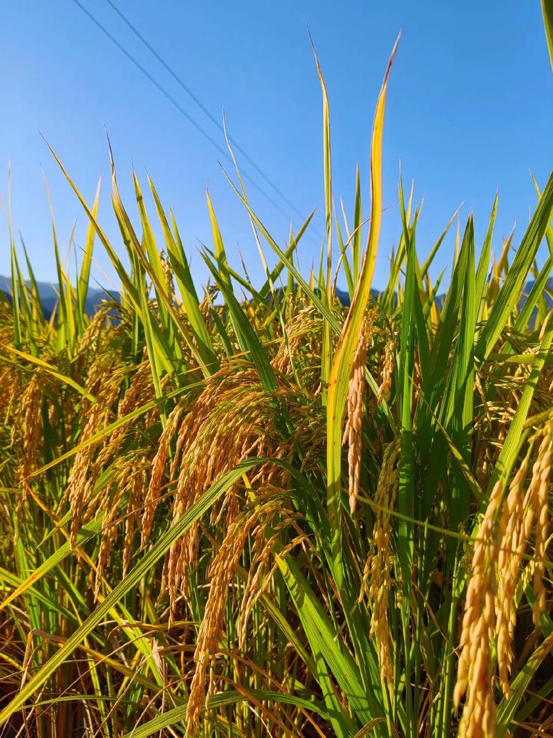 金秋十月稻香時