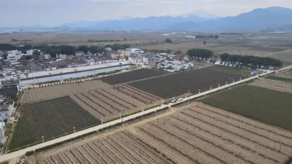 聯村公司“跨村運營”破局，海豐赤坑稻谷飄香里的鄉村振興新路徑