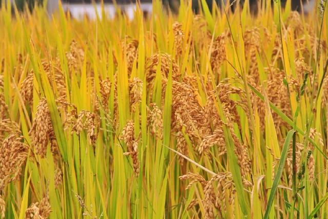 相城新米香滿城 豐收時節話稻谷